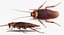 Cockroach with Bait Collection
