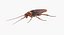 Cockroach with Bait Collection