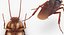 Cockroach with Bait Collection