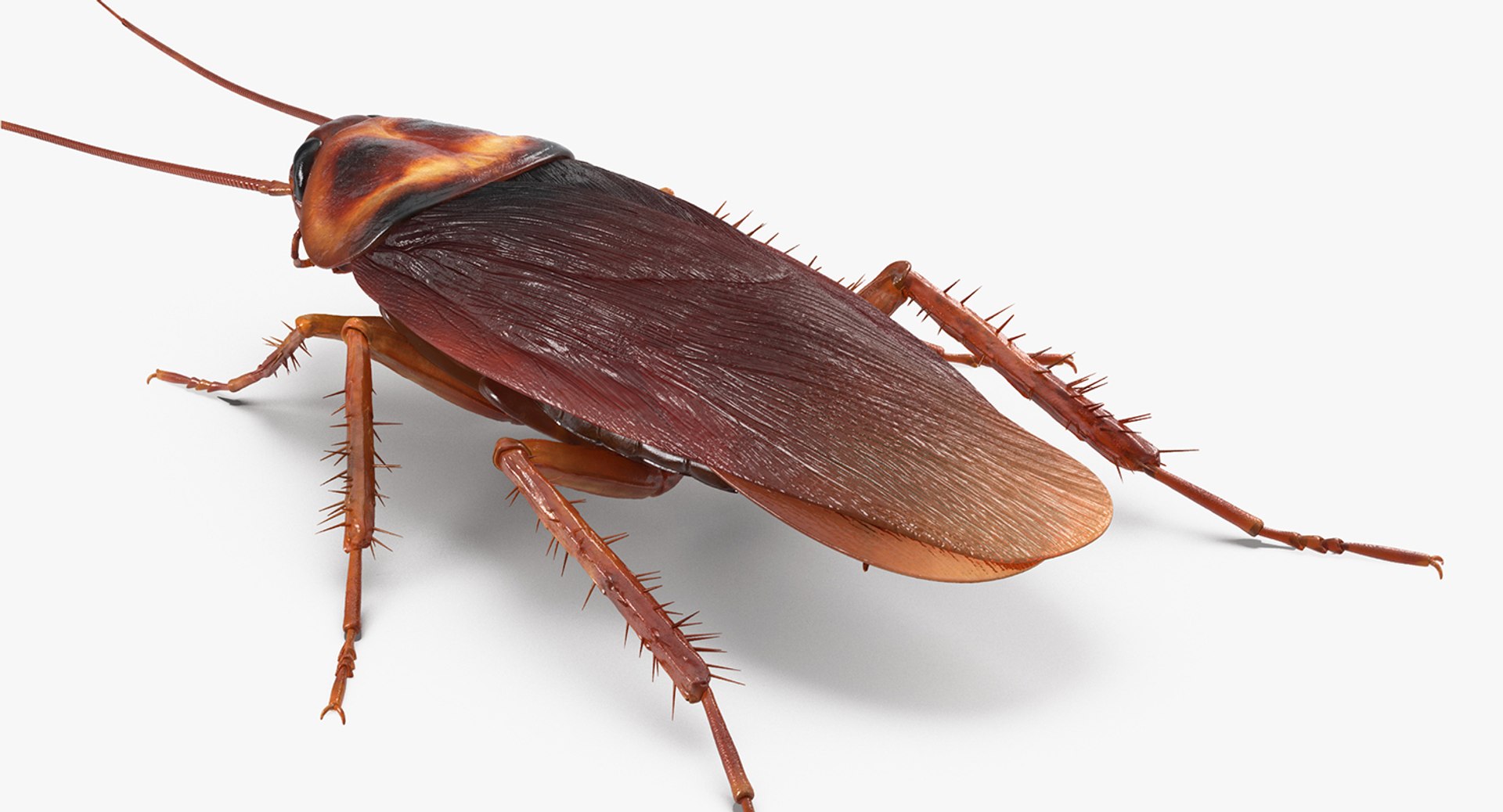 3D Cockroach with Bait Collection model https://p.turbosquid.com/ts-thumb/7P/nwAGvr/pY/cockroachwithbaitcollectionc4dmodel014/jpg/1649420902/1920x1080/fit_q87/b04555019553d60d6f419736fb5796081aaed477/cockroachwithbaitcollectionc4dmodel014.jpg