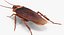 Cockroach with Bait Collection