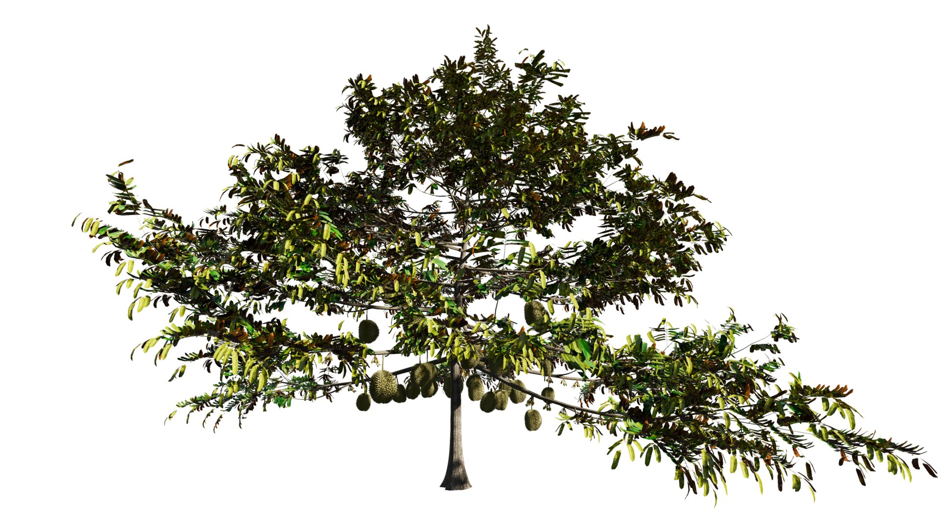 3D model Durian Tree 3D model https://p.turbosquid.com/ts-thumb/7P/qHOj4R/6Z/20230825144953/png/1693287913/1920x1080/fit_q87/984e7d67541f663654a9cff5c21e56e3a9eef88b/20230825144953.jpg