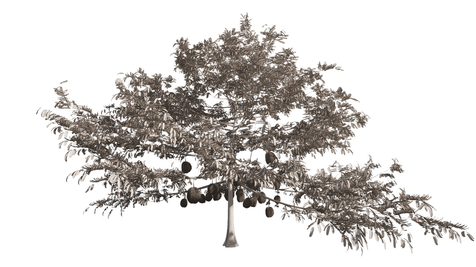 3D model Durian Tree 3D model https://p.turbosquid.com/ts-thumb/7P/qHOj4R/8t/20230829131422/png/1693289801/1920x1080/fit_q87/535650973ae8d341eed0470056ef7fa46fcdccd7/20230829131422.jpg