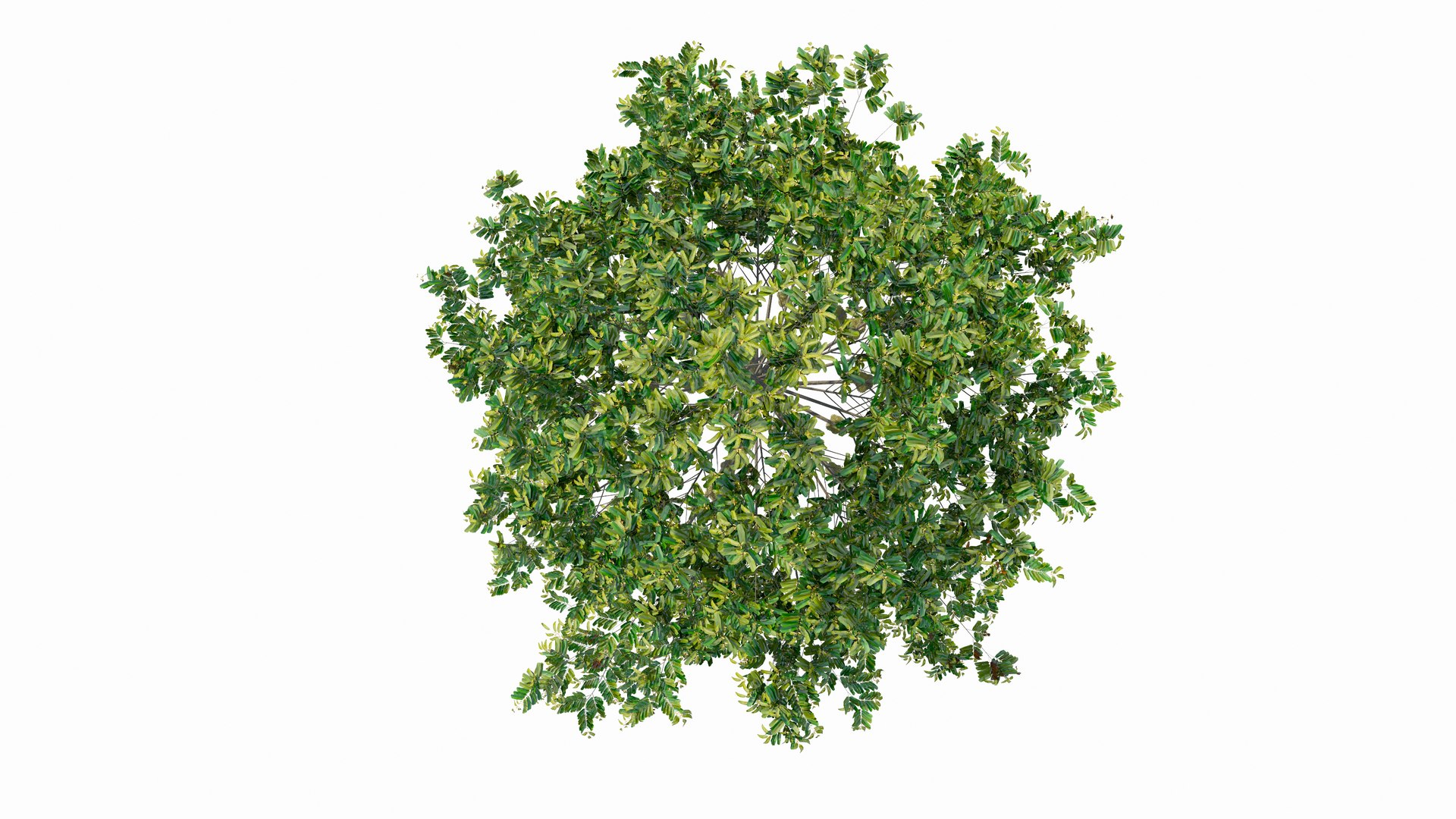 3D model Durian Tree 3D model https://p.turbosquid.com/ts-thumb/7P/qHOj4R/BG/20230825140855/png/1693287910/1920x1080/fit_q87/345251944894d7e7bb693abdb76213bbdda166d4/20230825140855.jpg