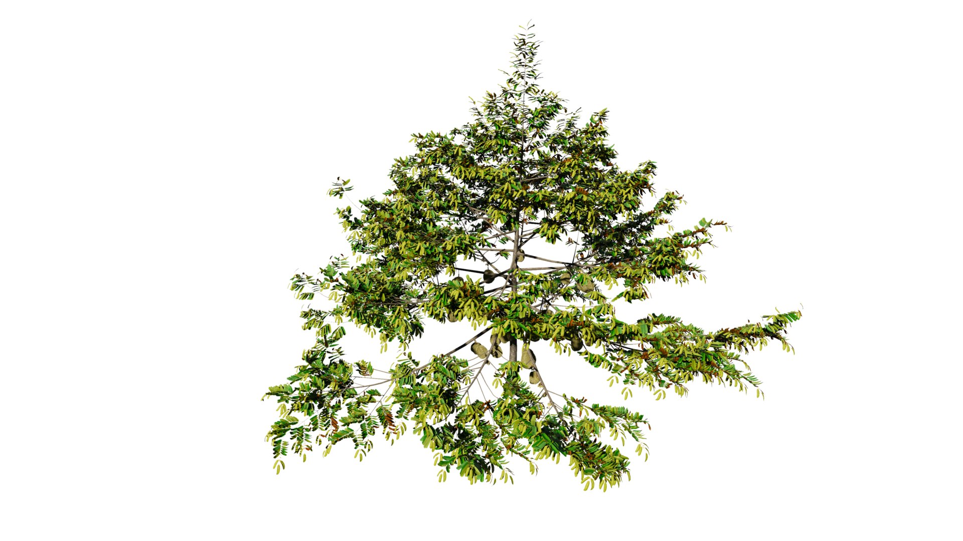 3D model Durian Tree 3D model https://p.turbosquid.com/ts-thumb/7P/qHOj4R/DW/20230825145412/png/1693287914/1920x1080/fit_q87/21baefdf48cdce0dbaec4cc3cf84ddebe0b93fdc/20230825145412.jpg