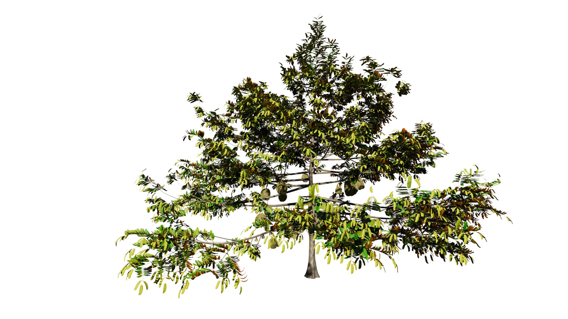 3D model Durian Tree 3D model https://p.turbosquid.com/ts-thumb/7P/qHOj4R/EF/20230825145531/png/1693287914/1920x1080/fit_q87/af568b2b4fab3f6f5648d2a566c2c97574761b29/20230825145531.jpg