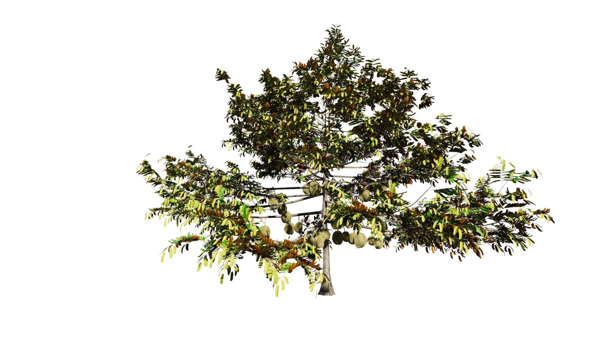3D model Durian Tree 3D model https://p.turbosquid.com/ts-thumb/7P/qHOj4R/ES/20230825145123/png/1693287914/1920x1080/fit_q87/e281d34ab006a80c98c5fc91c9ffc92a11cba97b/20230825145123.jpg