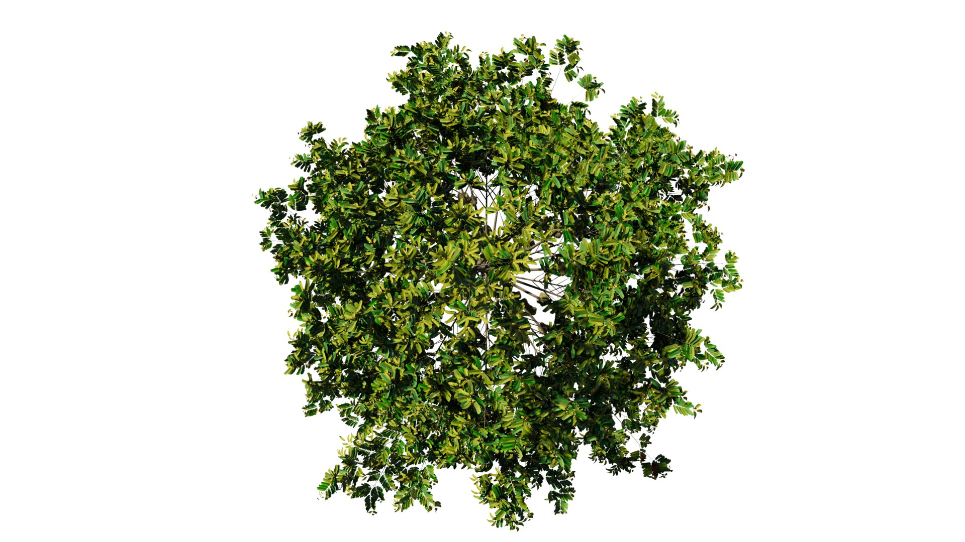 3D model Durian Tree 3D model https://p.turbosquid.com/ts-thumb/7P/qHOj4R/Eh/20230825145827/png/1693287916/1920x1080/fit_q87/dcbebeee7cf6c353047b7777649a3e94be92464b/20230825145827.jpg