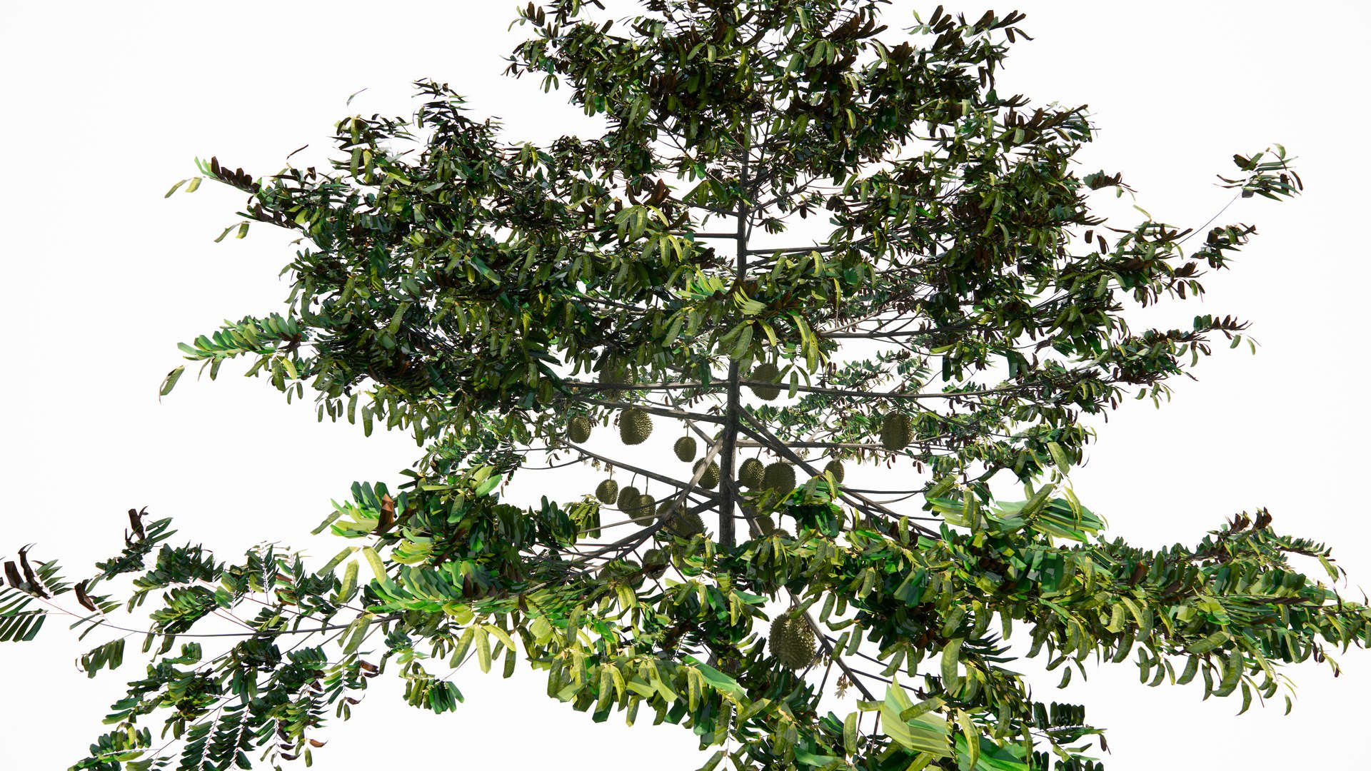 3D model Durian Tree 3D model https://p.turbosquid.com/ts-thumb/7P/qHOj4R/SL/20230825134932/png/1693287910/1920x1080/fit_q87/39e16e5ad2d943a9eb7f5d19f6992a61a47227f2/20230825134932.jpg