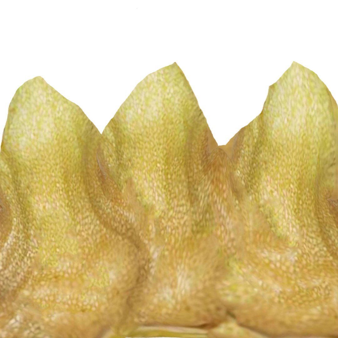 3D model Durian Tree 3D model https://p.turbosquid.com/ts-thumb/7P/qHOj4R/Uv/h2cuihoasr2_df2/png/1723529905/1920x1080/fit_q87/3a0cd99029d06c70a0fc5185a15a43ee95d7be73/h2cuihoasr2_df2.jpg