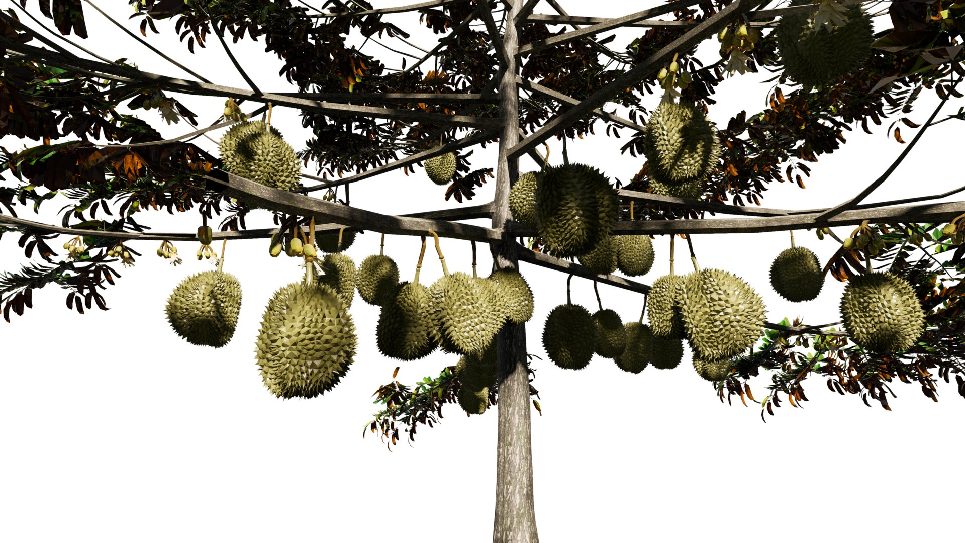 3D model Durian Tree 3D model https://p.turbosquid.com/ts-thumb/7P/qHOj4R/Ya/20230825145743/png/1693287916/1920x1080/fit_q87/d48bc4d8b7f39d4cf0608716ec5b59f8b912e636/20230825145743.jpg