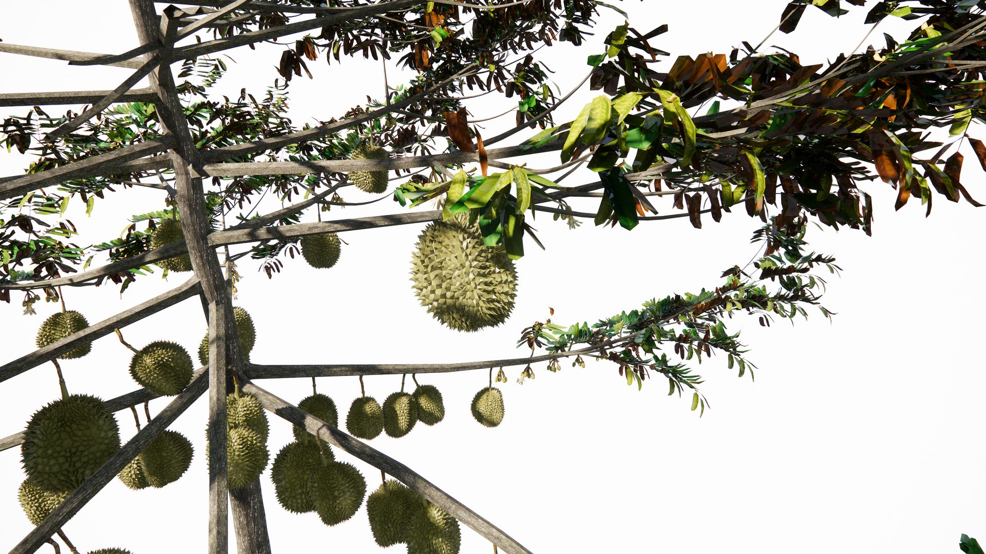 3D model Durian Tree 3D model https://p.turbosquid.com/ts-thumb/7P/qHOj4R/ax/20230825133109/png/1693287909/1920x1080/fit_q87/48650eab9b96bf7d8d52829a23a0ce7bd72fb77e/20230825133109.jpg