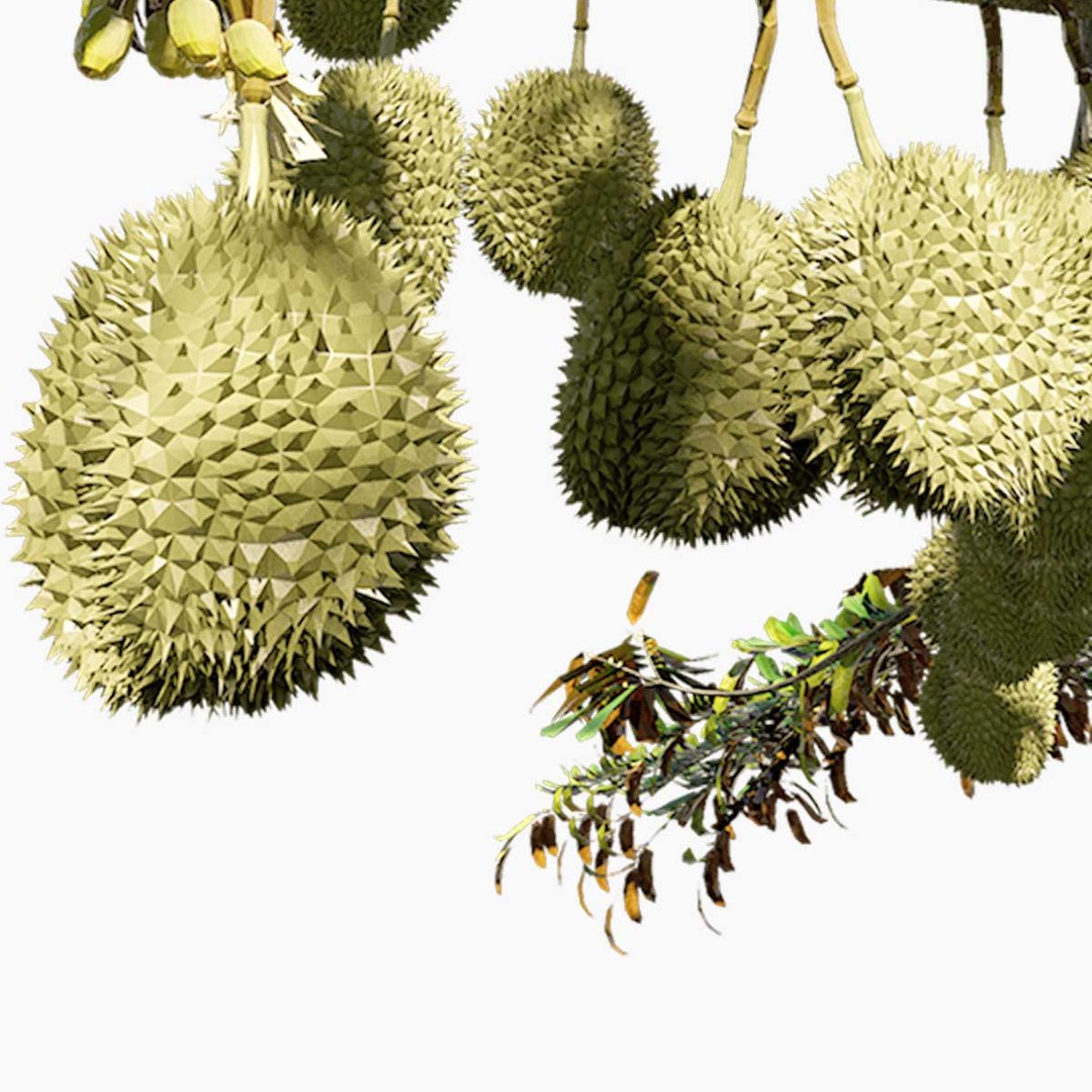 3D model Durian Tree 3D model https://p.turbosquid.com/ts-thumb/7P/qHOj4R/dU/1200x1200durian/jpg/1723535509/1920x1080/fit_q87/f1b1d1c920570a53bc09164a9f9bfe1285aaef98/1200x1200durian.jpg