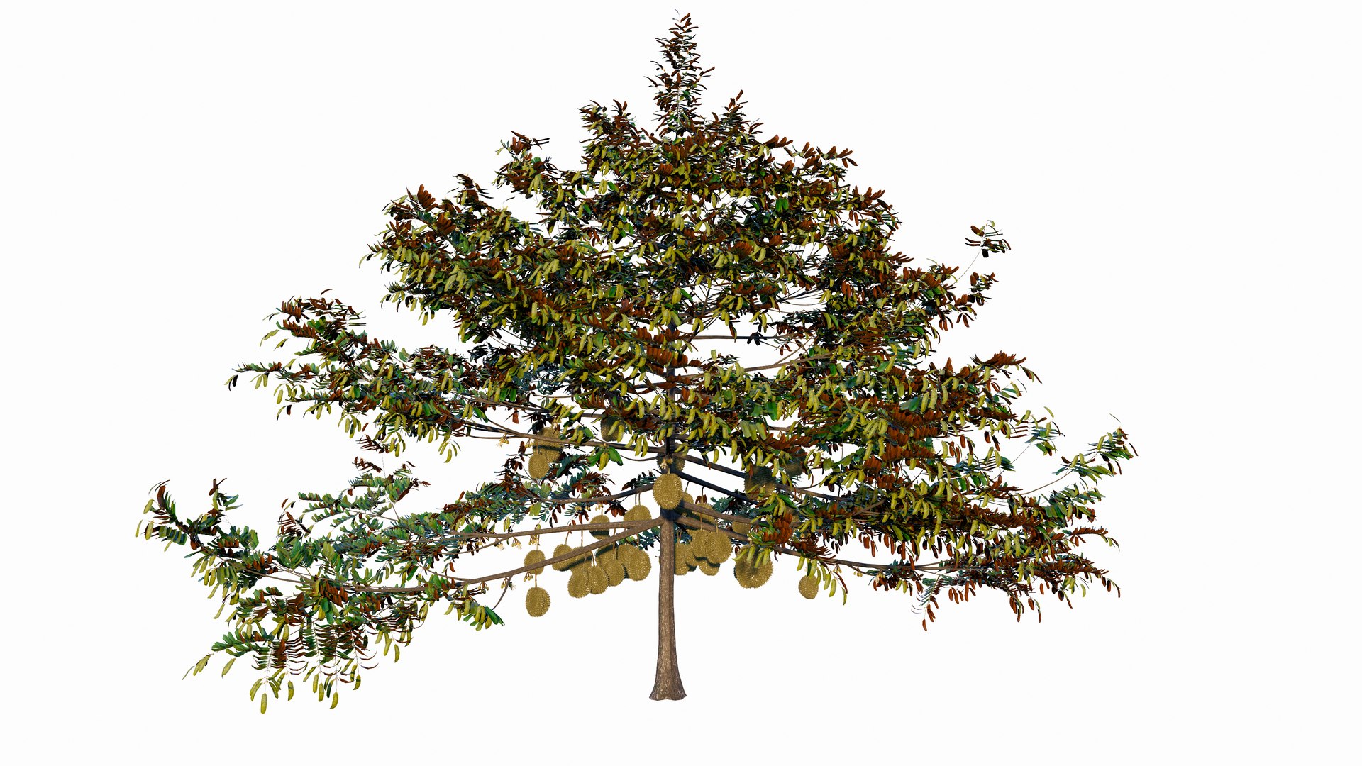 3D model Durian Tree 3D model https://p.turbosquid.com/ts-thumb/7P/qHOj4R/jH/20230825141610/png/1693287912/1920x1080/fit_q87/0c8b8e040ef1c1ab0899e256cefe85fc3e9ed4fb/20230825141610.jpg