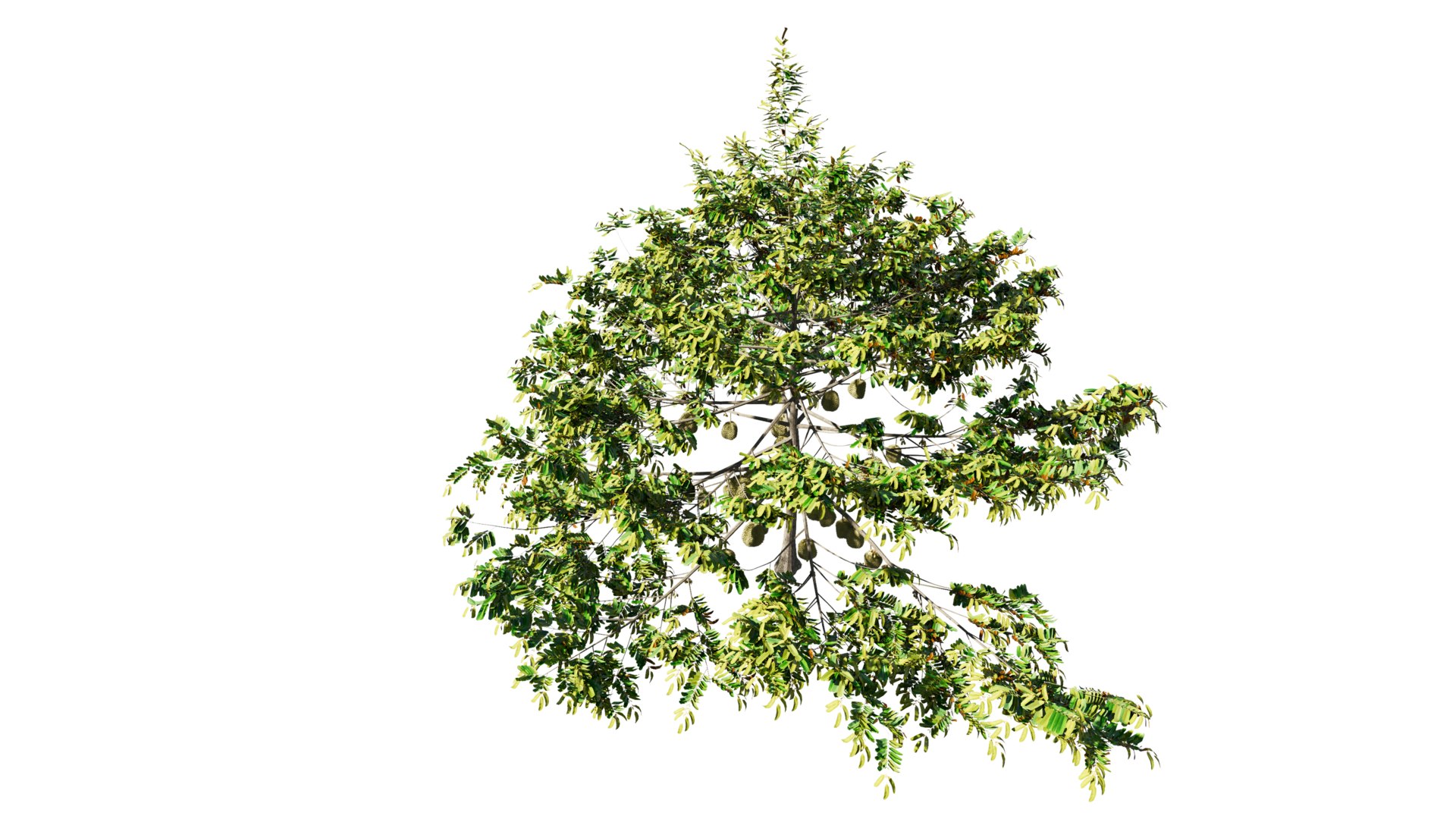 3D model Durian Tree 3D model https://p.turbosquid.com/ts-thumb/7P/qHOj4R/kI/20230825145550/png/1693287915/1920x1080/fit_q87/1f06f14b82c8380c27f2763c0691ed9d2044004a/20230825145550.jpg