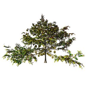 3D model Durian Tree 3D model
