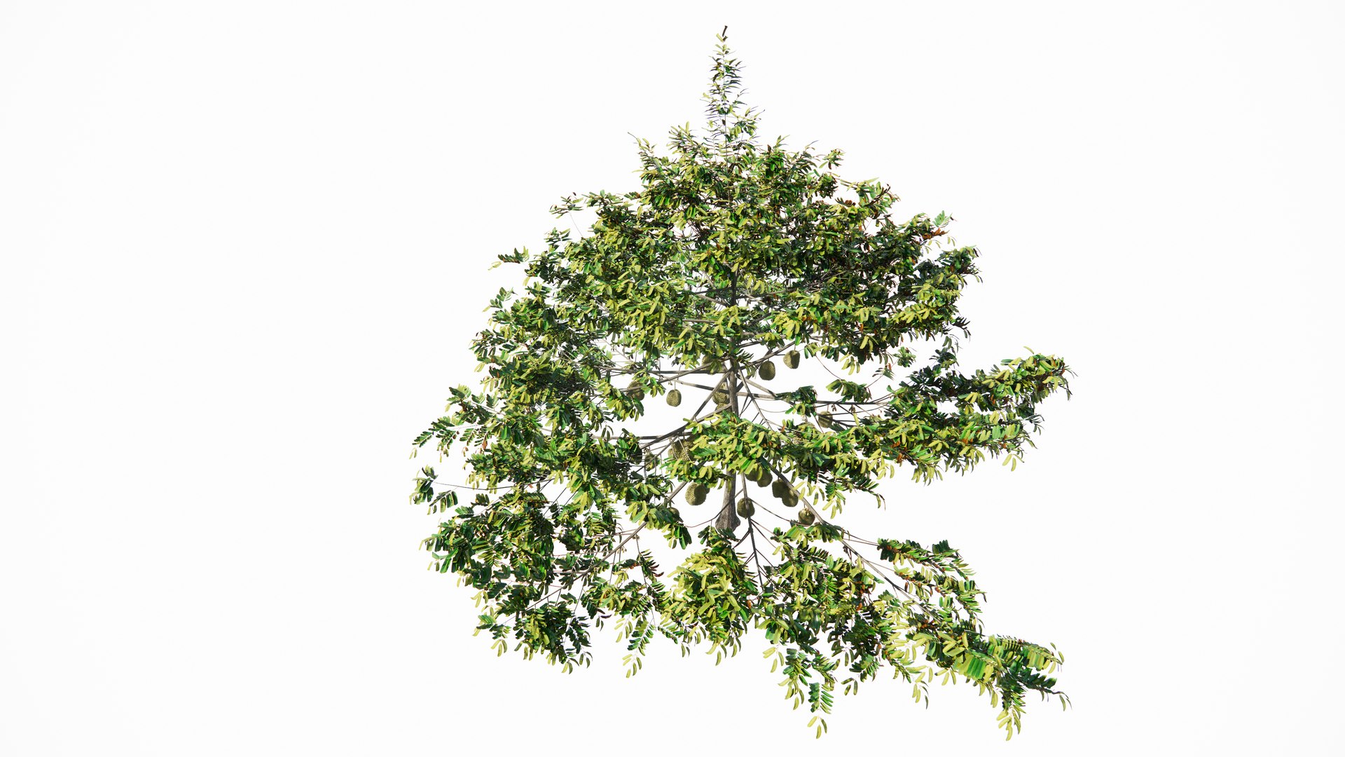 3D model Durian Tree 3D model https://p.turbosquid.com/ts-thumb/7P/qHOj4R/ws/20230825132406/png/1693287908/1920x1080/fit_q87/547cbbf598715dc61ad59a28631e244695d614ac/20230825132406.jpg