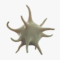 Platelet Thrombocyte 1