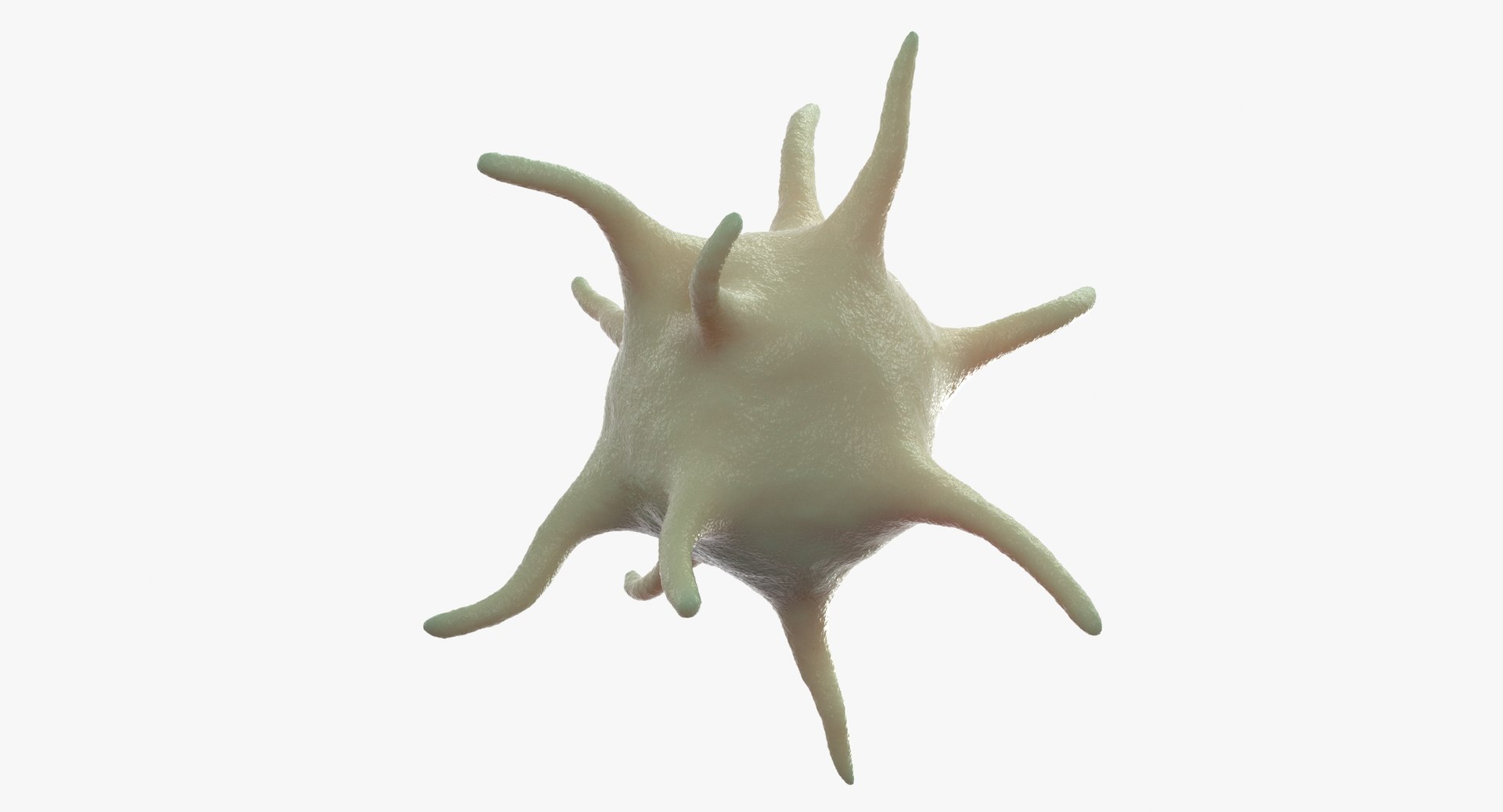 platelet thrombocyte 1 3D model https://p.turbosquid.com/ts-thumb/7P/vpN9T9/tnDXkRqj/cam_03/jpg/1554890238/1920x1080/fit_q87/42281d9a298cd3139a297b03858d7b0055a994f4/cam_03.jpg