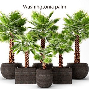 3d palm tree