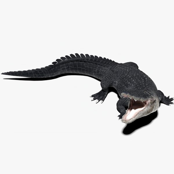 3D Alligator Models | TurboSquid