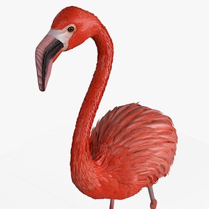 Walking Tropical Bird Flamingo Pink Animated Rigged for Blender