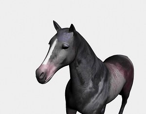 Horse2