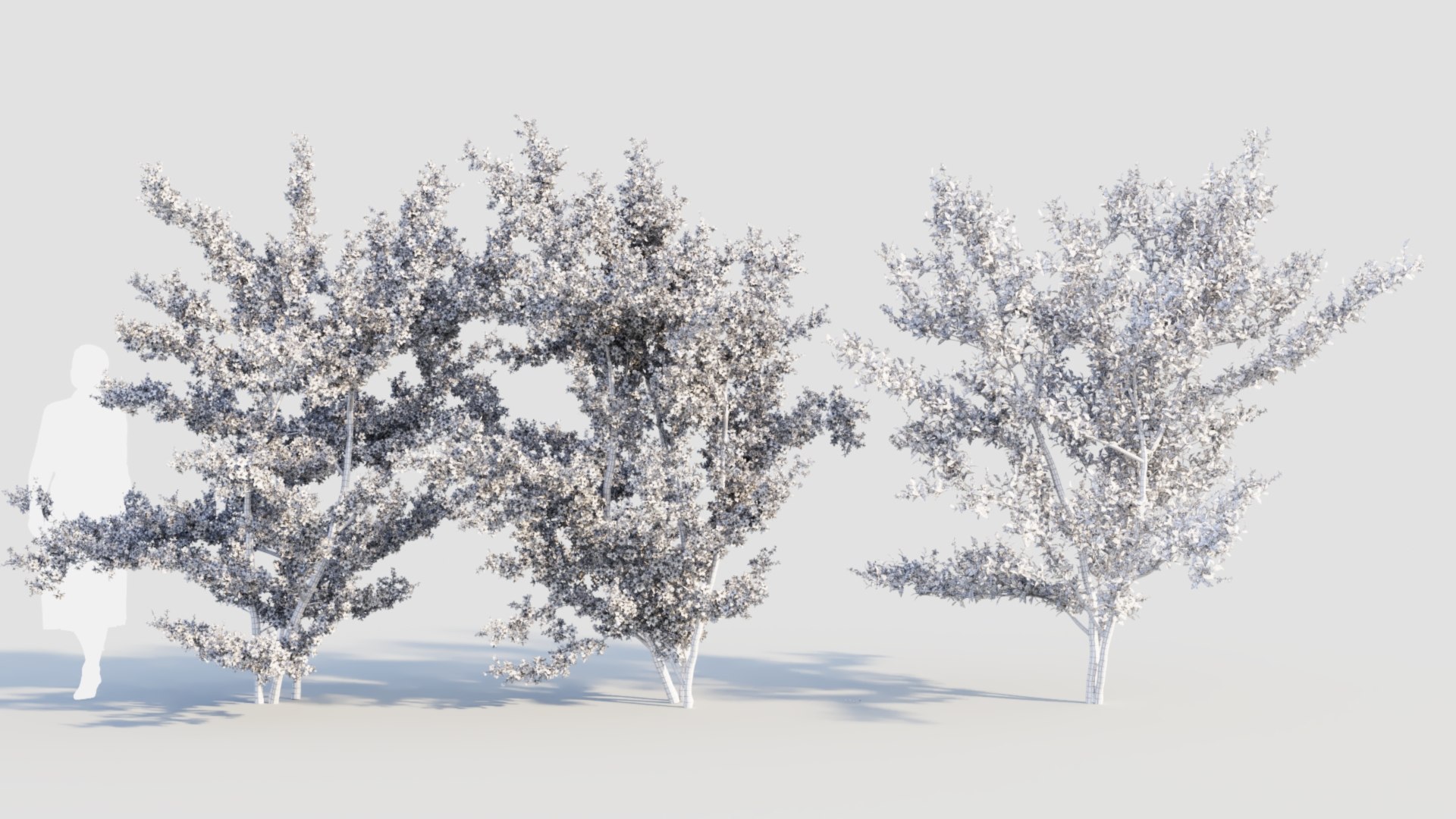 3D Model Prunus Spinosa C - TurboSquid 2236076