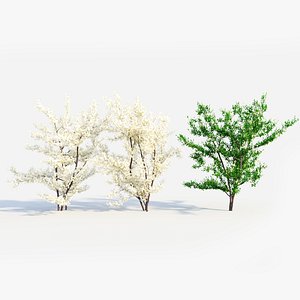 3D model Prunus spinosa c