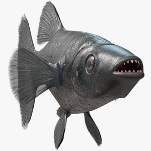 Guppy Fish Black Prince