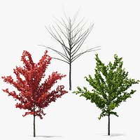 Young Tree Red Maple Collection