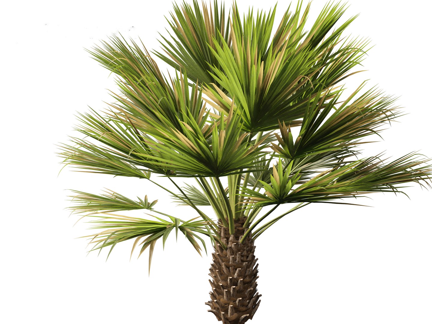 3D Brahea armata - Mexican blue palm 01 https://p.turbosquid.com/ts-thumb/7Q/j1dSDb/1y/braheaarmata0113/jpg/1702289500/1920x1080/fit_q87/d31e7a5fe06e4abf8cb79d8dea18046881433868/braheaarmata0113.jpg