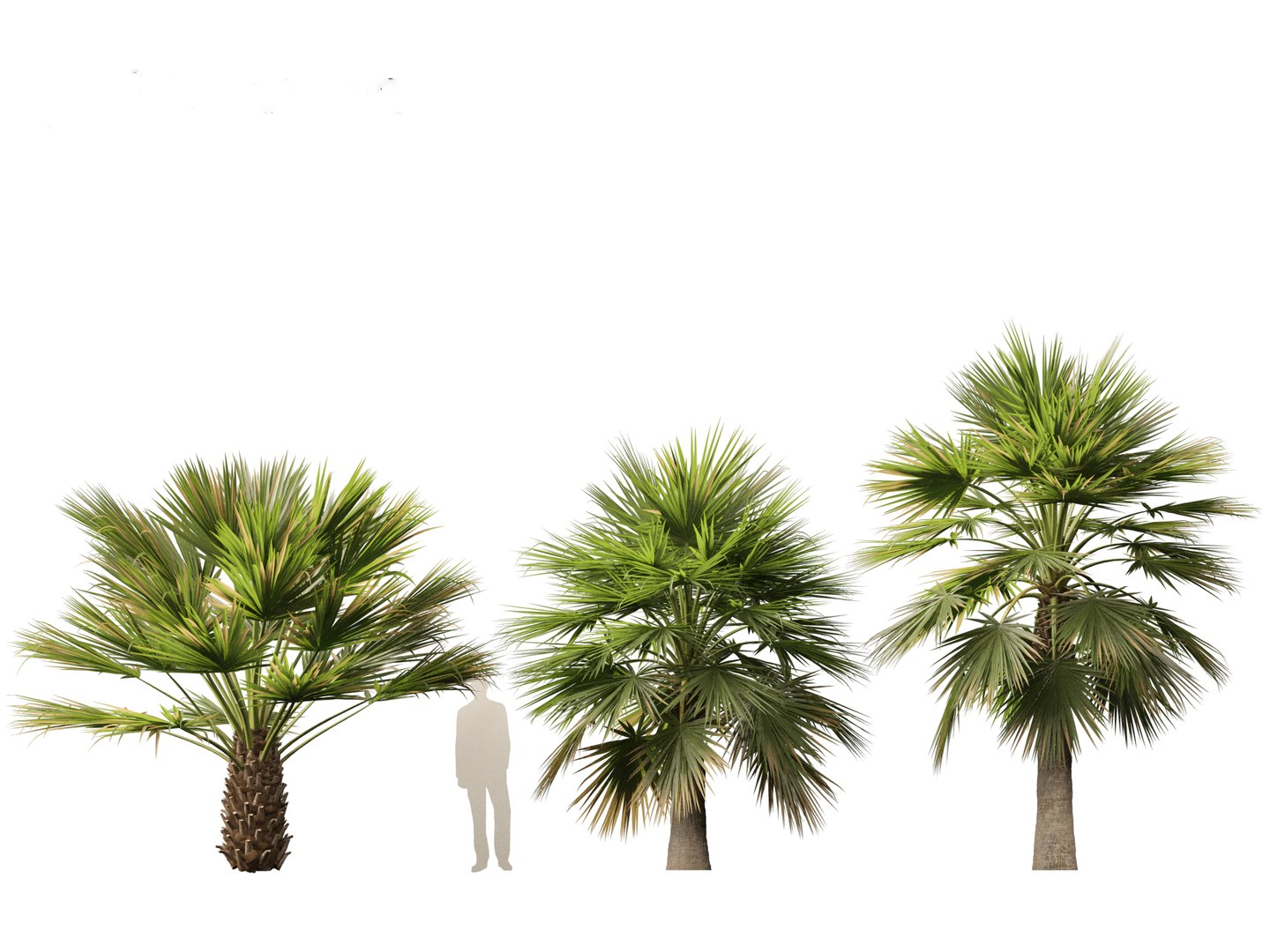 3D Brahea armata - Mexican blue palm 01 https://p.turbosquid.com/ts-thumb/7Q/j1dSDb/4b/braheaarmata015/jpg/1702289490/1920x1080/fit_q87/b2c2622c69678f0fee69337eff036ef387867b05/braheaarmata015.jpg