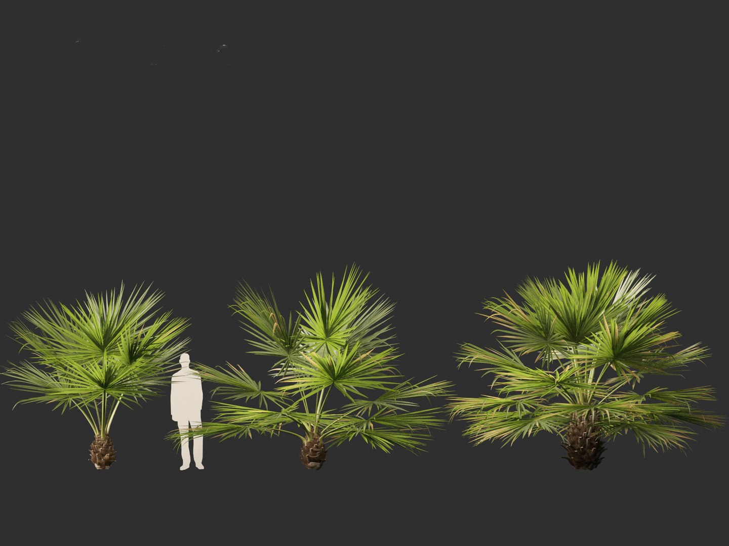 3D Brahea armata - Mexican blue palm 01 https://p.turbosquid.com/ts-thumb/7Q/j1dSDb/6L/braheaarmata014/jpg/1702289487/1920x1080/fit_q87/4a4a953ce1d0fc14c86a7f15d7fd21ed271d97b4/braheaarmata014.jpg