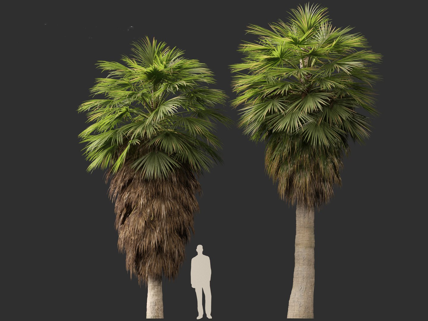 3D Brahea armata - Mexican blue palm 01 https://p.turbosquid.com/ts-thumb/7Q/j1dSDb/7Y/braheaarmata0110/jpg/1702289495/1920x1080/fit_q87/bc71423d712c250b89a9b8b88fd64c97aee72d25/braheaarmata0110.jpg