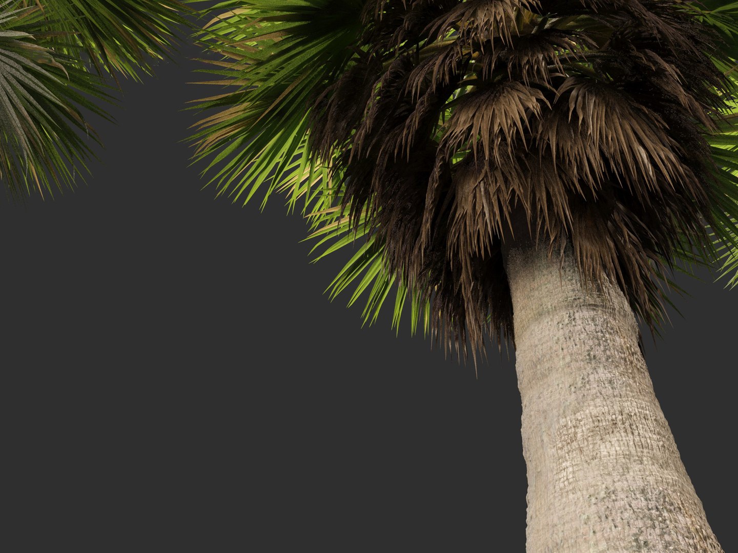 3D Brahea armata - Mexican blue palm 01 https://p.turbosquid.com/ts-thumb/7Q/j1dSDb/Hg/braheaarmata0112/jpg/1702289497/1920x1080/fit_q87/a0d10a640276db039f73b3b7473be60af63a8903/braheaarmata0112.jpg