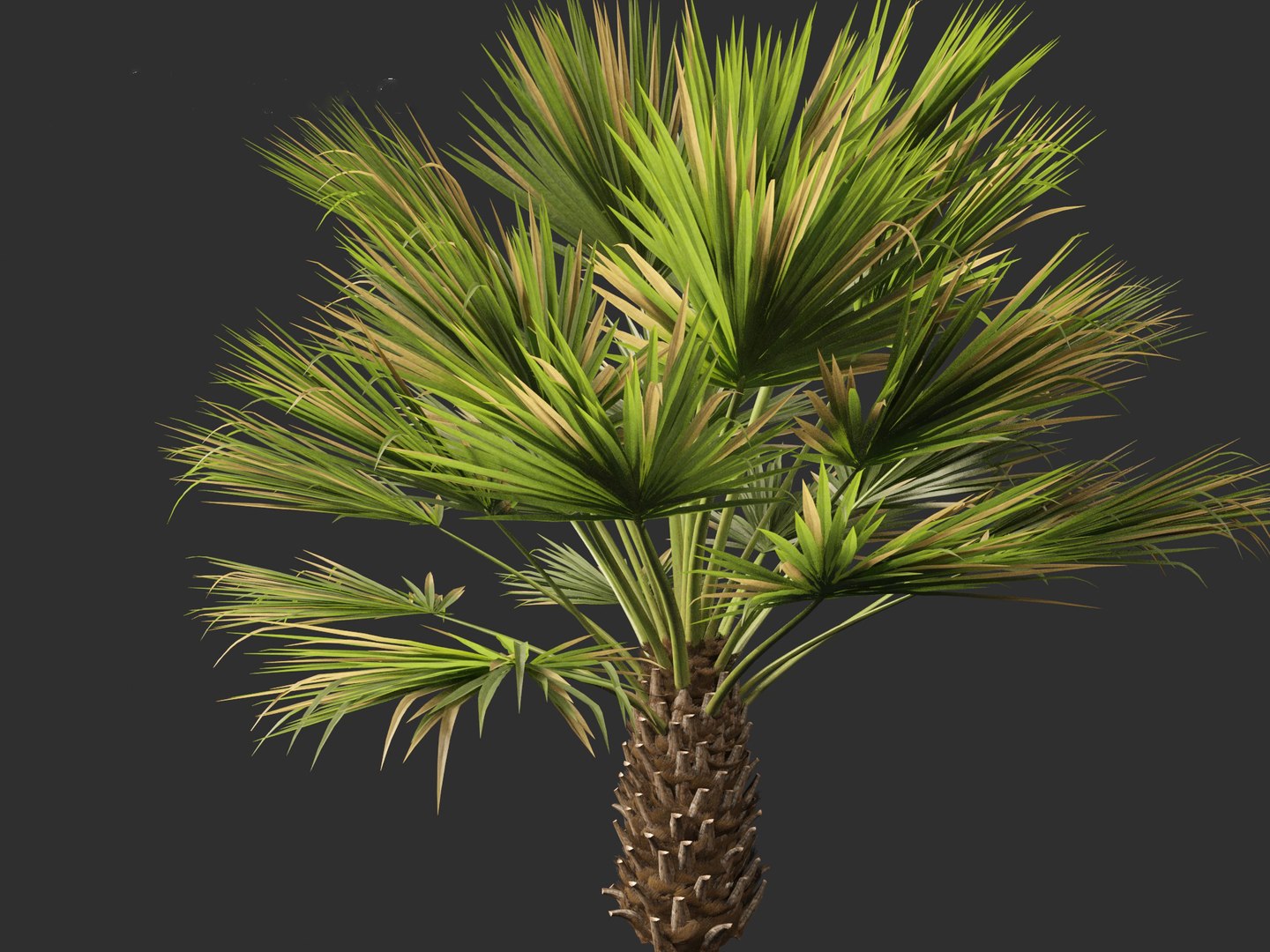3D Brahea armata - Mexican blue palm 01 https://p.turbosquid.com/ts-thumb/7Q/j1dSDb/Pc/braheaarmata0114/jpg/1702289500/1920x1080/fit_q87/fe3d667ed469bc830b3177ec5b9c38481b41ef1c/braheaarmata0114.jpg