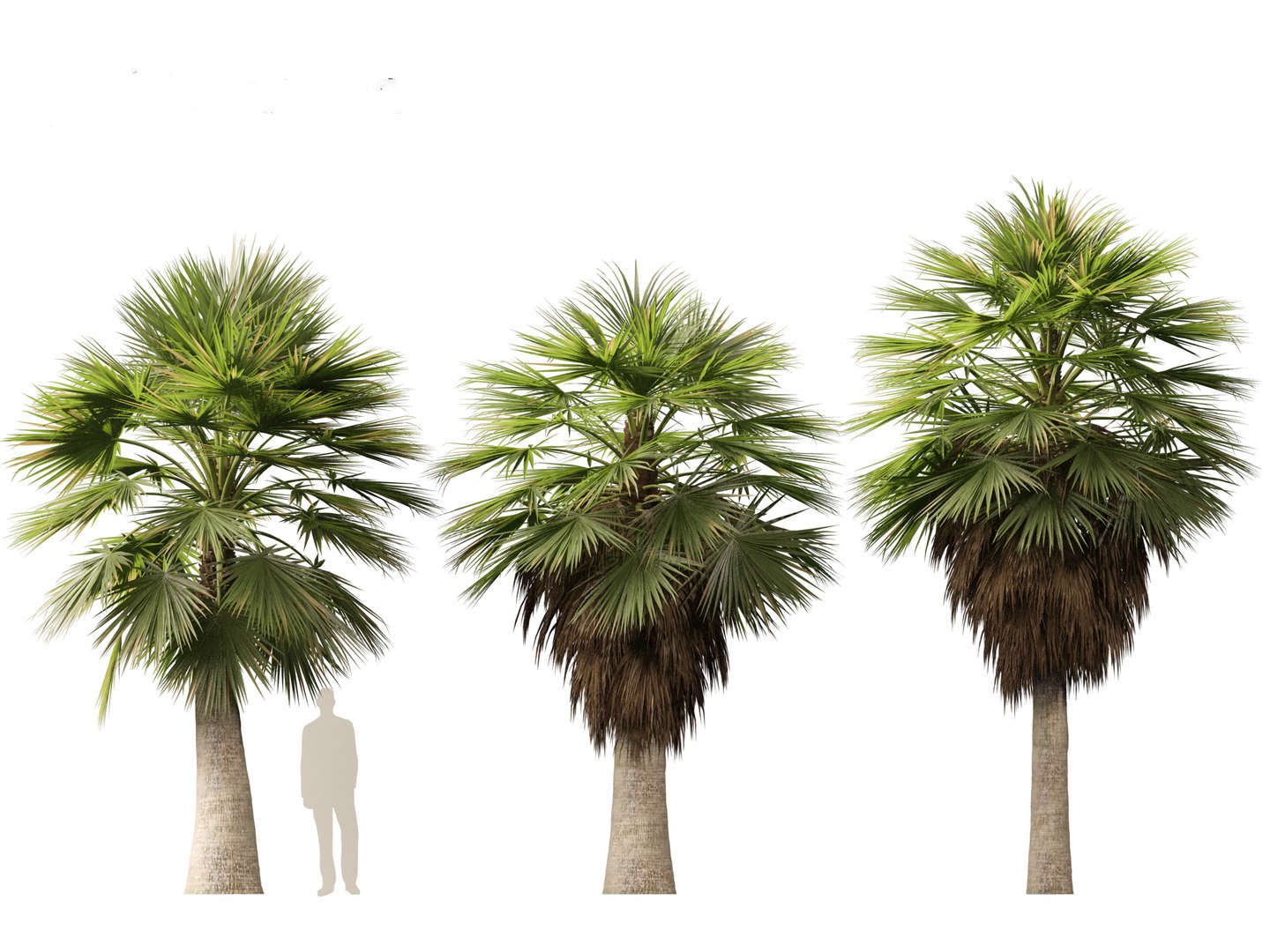 3D Brahea armata - Mexican blue palm 01 https://p.turbosquid.com/ts-thumb/7Q/j1dSDb/Yb/braheaarmata017/jpg/1702289492/1920x1080/fit_q87/5a2423042e484c98935615d31a27b5ababe8485b/braheaarmata017.jpg