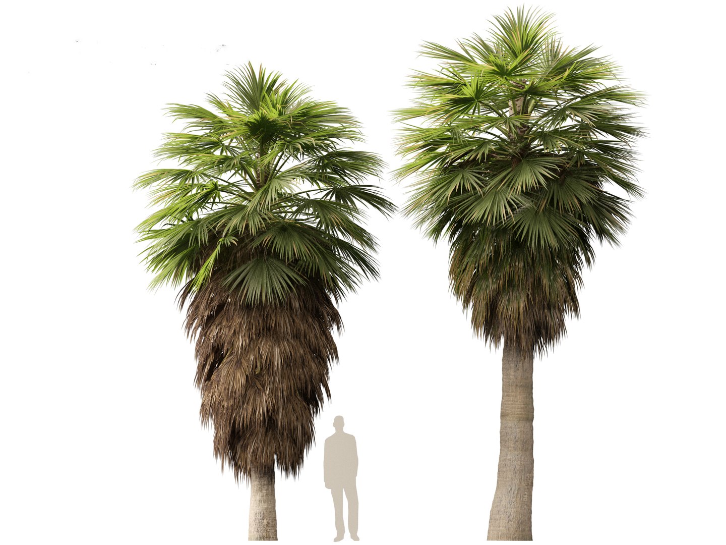 3D Brahea armata - Mexican blue palm 01 https://p.turbosquid.com/ts-thumb/7Q/j1dSDb/j0/braheaarmata019/jpg/1702289494/1920x1080/fit_q87/4bcceee6620ac1a7a0711359ebdb85514cb71b76/braheaarmata019.jpg