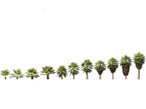 3D Brahea armata - Mexican blue palm 01