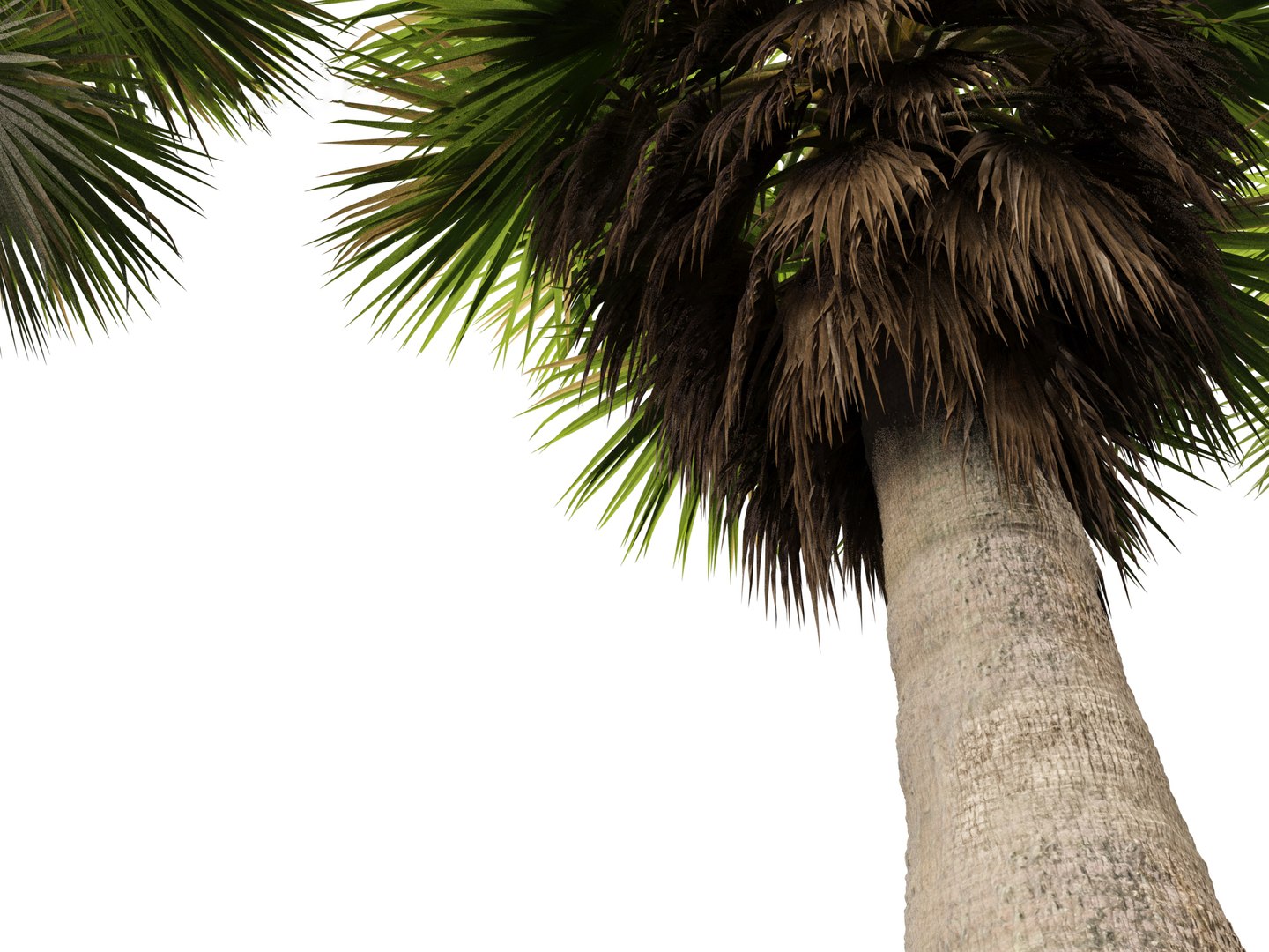 3D Brahea armata - Mexican blue palm 01 https://p.turbosquid.com/ts-thumb/7Q/j1dSDb/yJ/braheaarmata0111/jpg/1702289496/1920x1080/fit_q87/338489157bd23933e1b6bd41b9c1658466fd44f6/braheaarmata0111.jpg