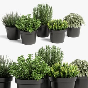 plants set 05