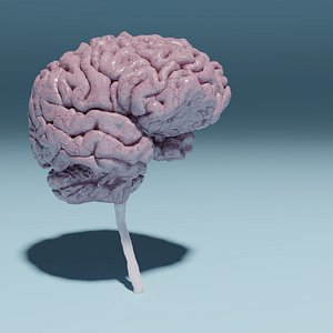 Human Brain from MRI Scan High Resolution 3D