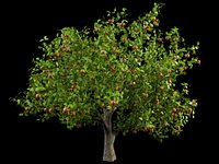 malus apple tree crabapples