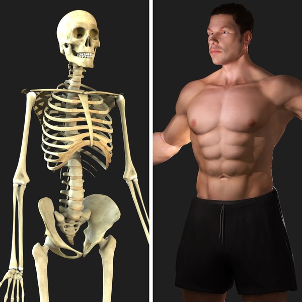 rigged skeleton male combo 3d model