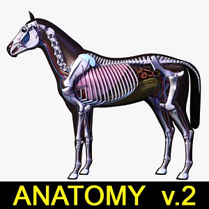 Horse Anatomy v.2