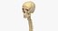 human spine bones skull 3D model
