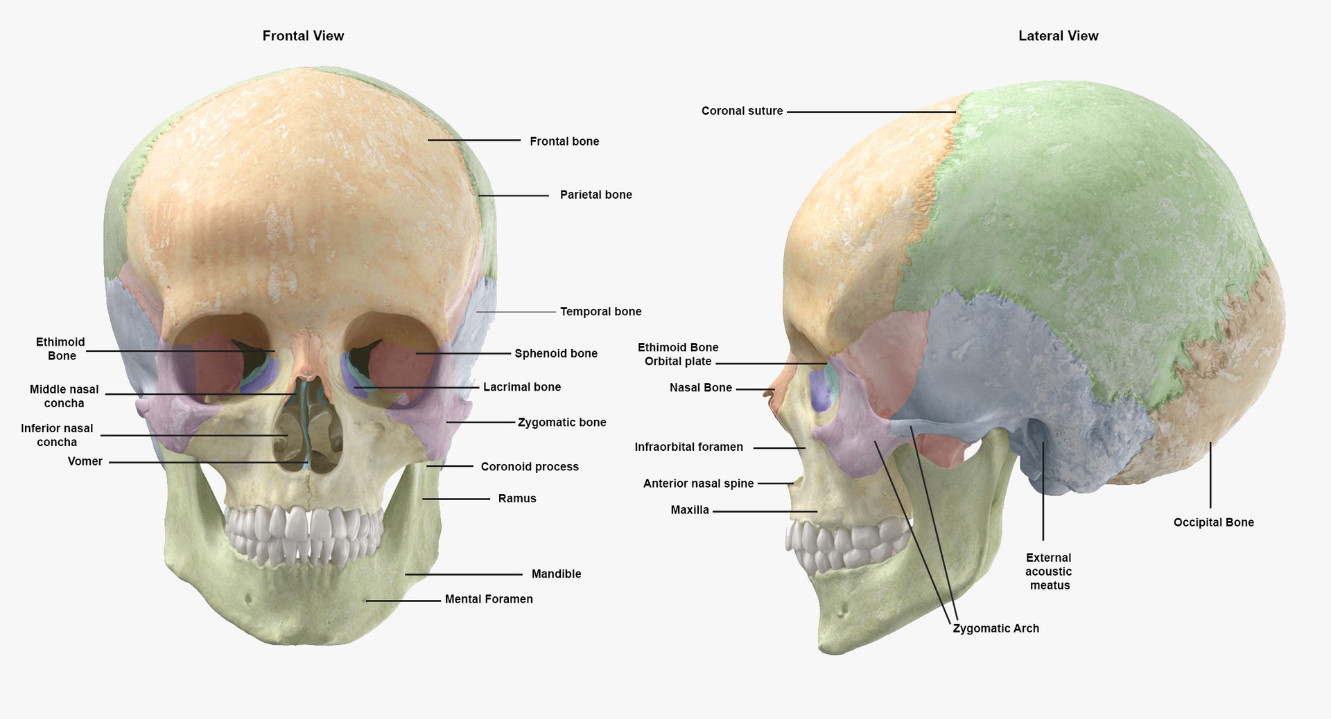 Human spine bones skull 3D model - TurboSquid 1657085