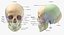human spine bones skull 3D model