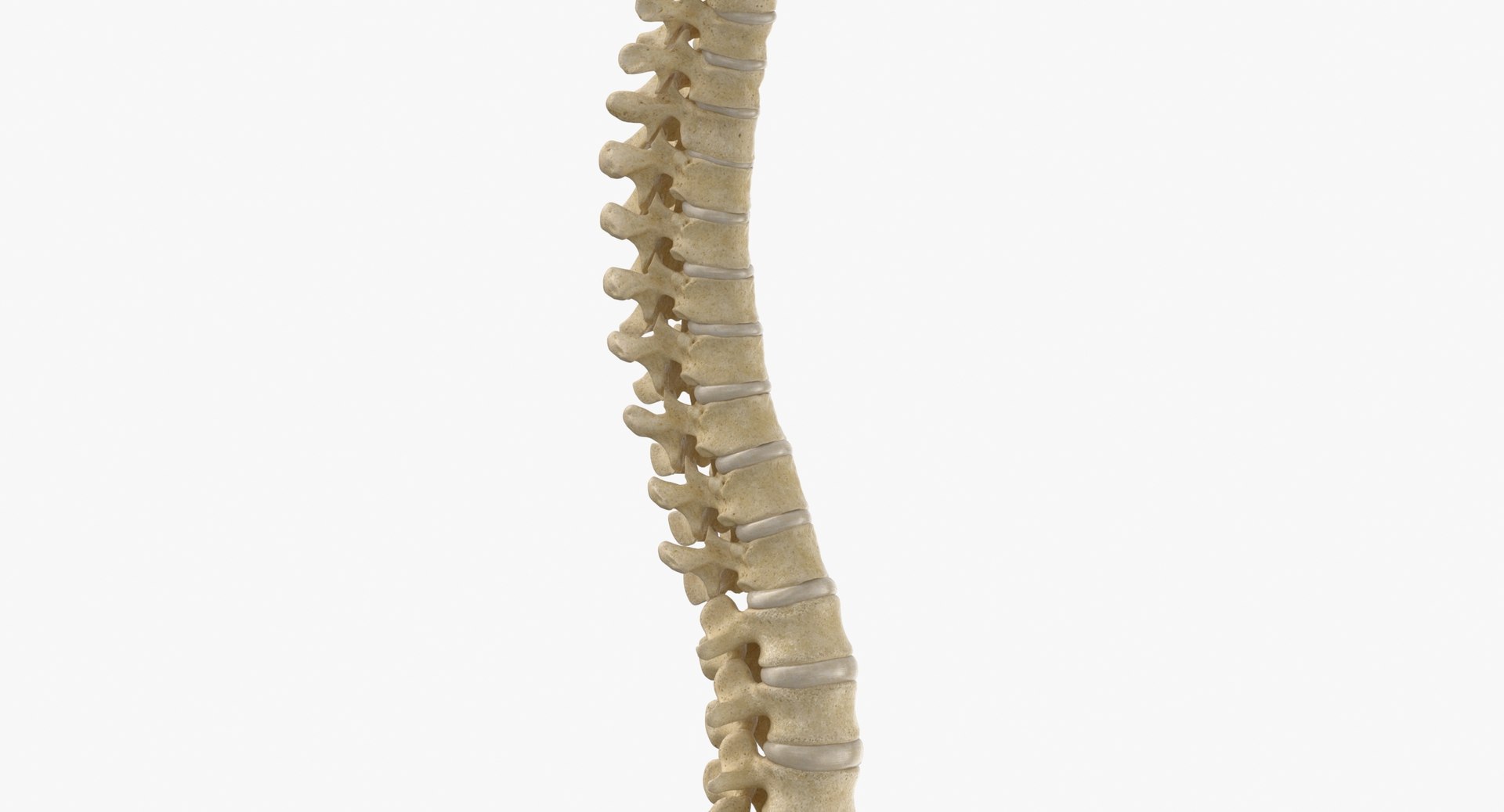 human spine bones skull 3D model https://p.turbosquid.com/ts-thumb/7R/6cPDYl/a3/human_spine_bones_skull_and_jaw_anatomy_with_intervertibral_disks_01_thumbnail_0006/jpg/1606650076/1920x1080/fit_q87/1e4f93c5b1a64dc89f85892365845d1fd8882eb7/human_spine_bones_skull_and_jaw_anatomy_with_intervertibral_disks_01_thumbnail_0006.jpg